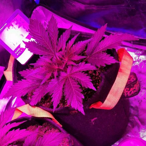 Orange Blossom XXL Auto growlog timeline photo