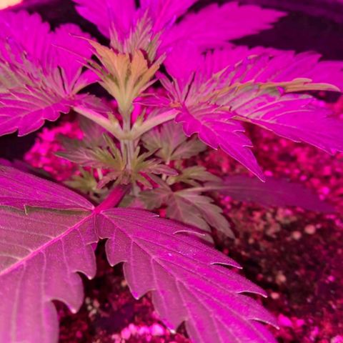 Orange Blossom XXL Auto growlog timeline photo