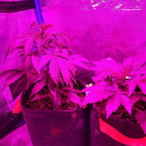 Orange Blossom XXL Auto growlog timeline photo