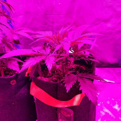 Orange Blossom XXL Auto growlog timeline photo