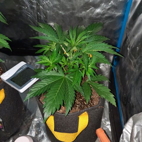Orange Blossom XXL Auto growlog timeline photo