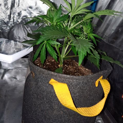 Orange Blossom XXL Auto growlog timeline photo