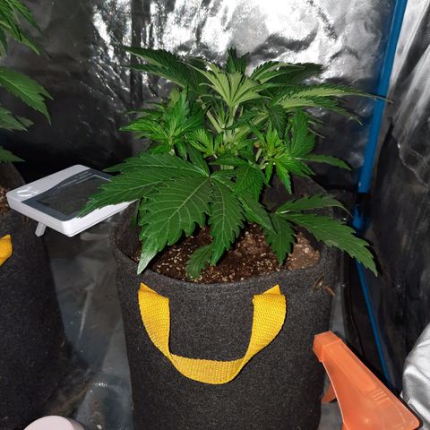 Orange Blossom XXL Auto growlog timeline photo