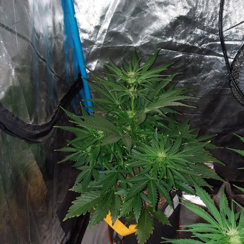 Orange Blossom XXL Auto growlog timeline photo