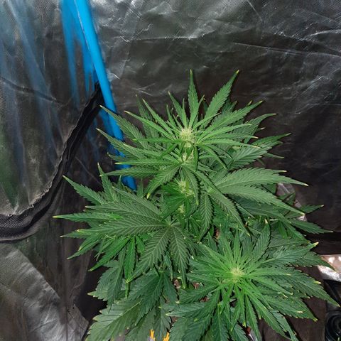 Orange Blossom XXL Auto growlog timeline photo