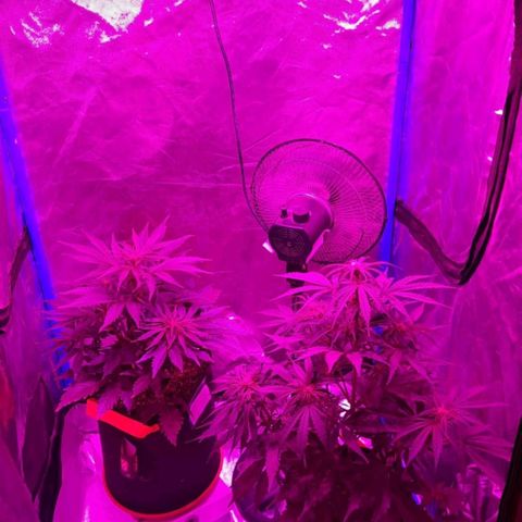Orange Blossom XXL Auto growlog timeline photo
