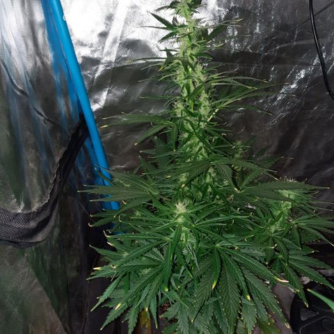 Orange Blossom XXL Auto growlog timeline photo