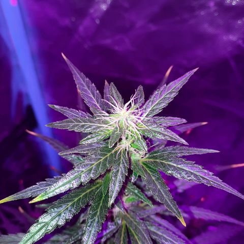 Orange Blossom XXL Auto growlog timeline photo