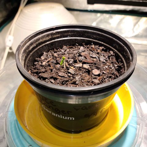 Bruce Banger Fast growlog timeline photo