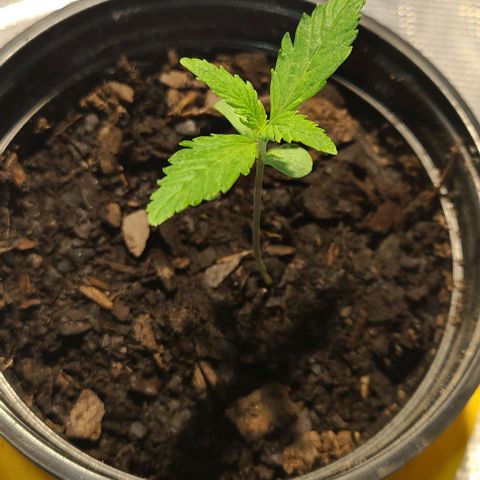 Bruce Banger Fast growlog photo: Growing everyday 