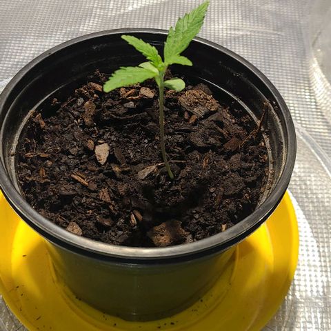 Bruce Banger Fast growlog photo: Growing everyday 