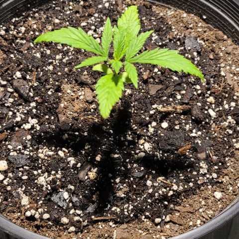 Bruce Banger Fast growlog timeline photo