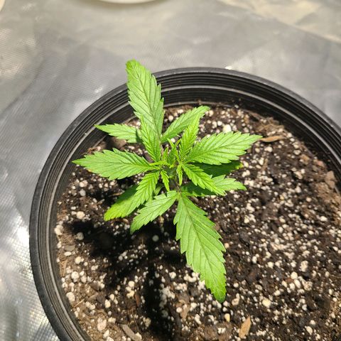 Bruce Banger Fast growlog photo: Growing pretty