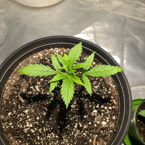 Bruce Banger Fast growlog photo: Growing pretty