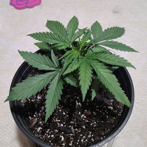 Bruce Banger Fast growlog timeline photo