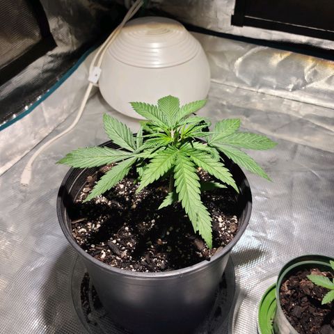 Bruce Banger Fast growlog timeline photo