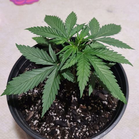 Bruce Banger Fast growlog timeline photo