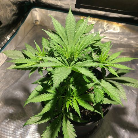 Bruce Banger Fast growlog timeline photo