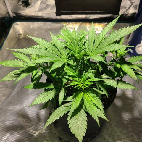 Bruce Banger Fast growlog timeline photo