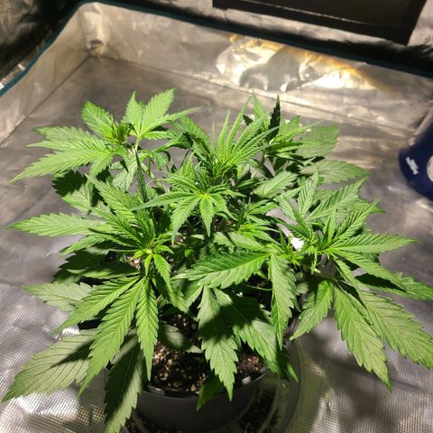 Bruce Banger Fast growlog timeline photo