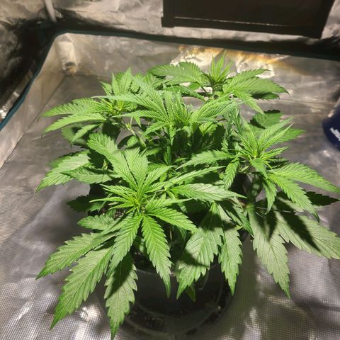Bruce Banger Fast growlog photo: Big and beautiful 