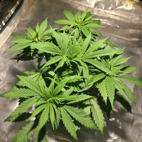 Bruce Banger Fast growlog photo: Big and beautiful 
