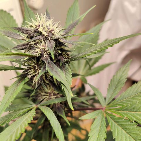 Red Poison Auto growlog timeline photo