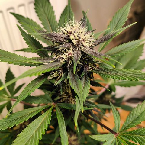 Red Poison Auto growlog timeline photo