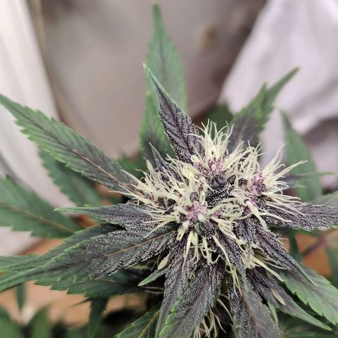 Red Poison Auto growlog timeline photo