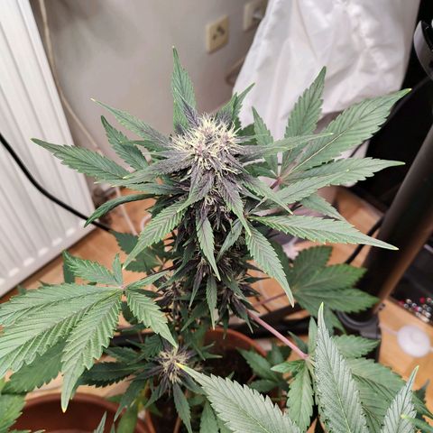 Red Poison Auto growlog timeline photo