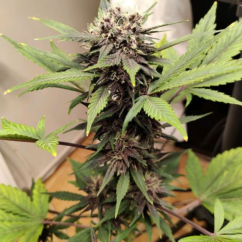Red Poison Auto growlog timeline photo