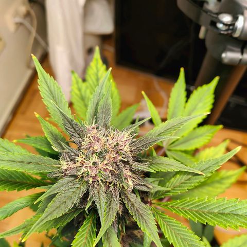 Red Poison Auto growlog timeline photo
