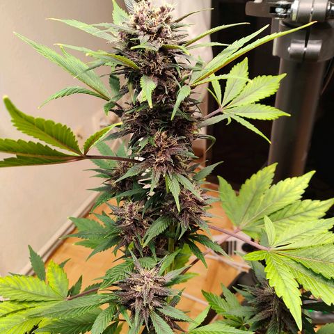 Red Poison Auto growlog timeline photo