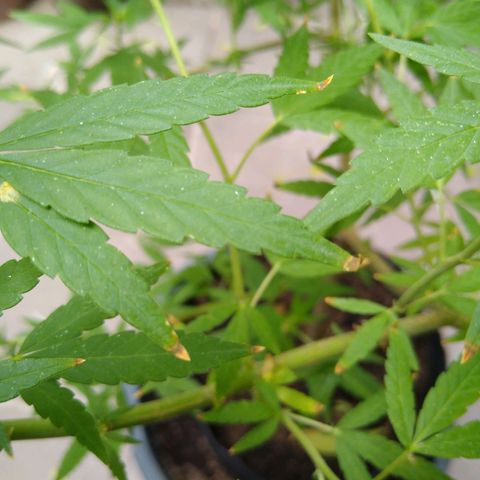 Elastigirl kush growlog photo: Hojas quemadas en punta!