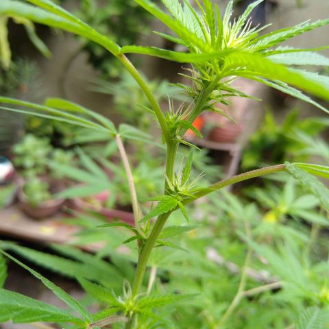 Elastigirl kush growlog timeline photo
