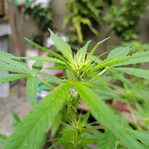 Elastigirl kush growlog timeline photo