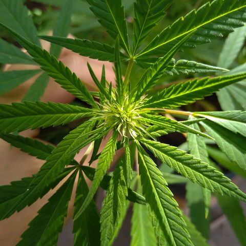 Elastigirl kush growlog timeline photo