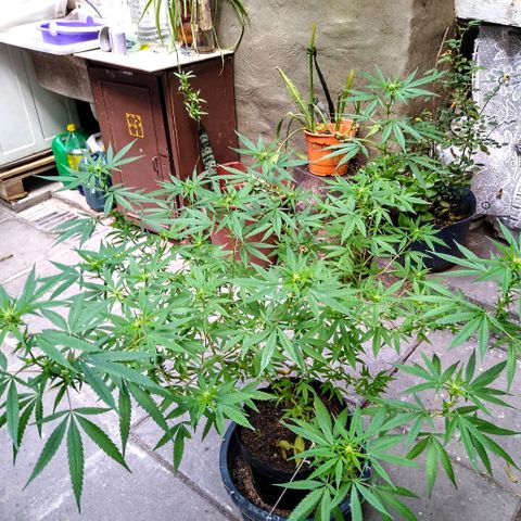 Elastigirl kush growlog timeline photo
