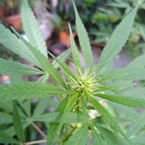 Elastigirl kush growlog timeline photo