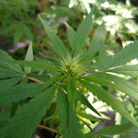 Elastigirl kush growlog timeline photo