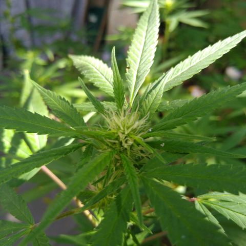 Elastigirl kush growlog timeline photo
