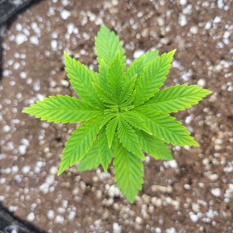 2x Strawberry Lemonade Batch#1 growlog timeline photo