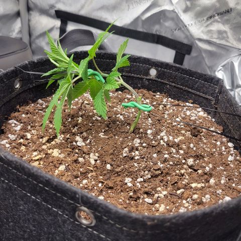 2x Strawberry Lemonade Batch#1 growlog timeline photo