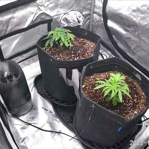 2x Strawberry Lemonade Batch#1 growlog timeline photo