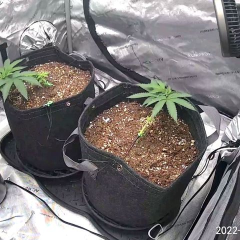 2x Strawberry Lemonade Batch#1 growlog timeline photo