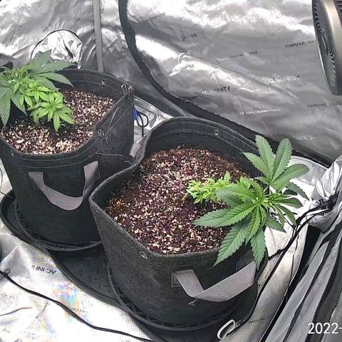 2x Strawberry Lemonade Batch#1 growlog timeline photo
