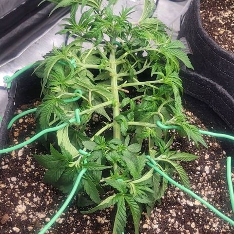 2x Strawberry Lemonade Batch#1 growlog timeline photo
