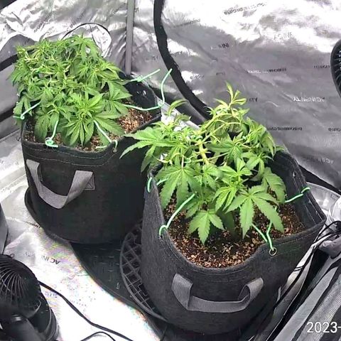 2x Strawberry Lemonade Batch#1 growlog timeline photo