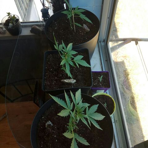 Jaina / Sylvanas / Aleria #1 growlog photo: 2nd dia com luz