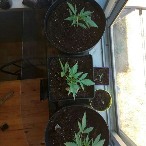 Jaina / Sylvanas / Aleria #1 growlog timeline photo